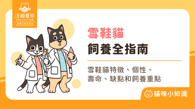 雪鞋貓的白襪子是天生的嗎？解析其倒 V 面具與飼養照護全攻略