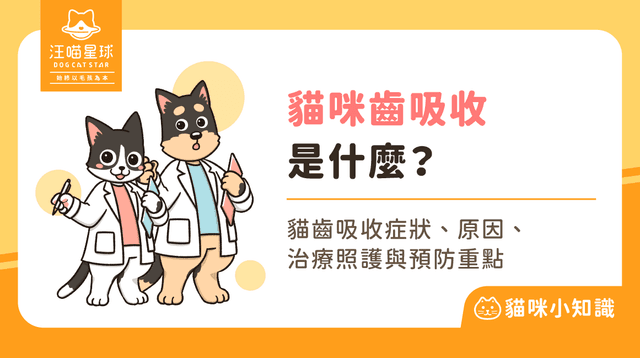 貓咪牙齒消失了？貓齒吸收 5 大症狀、原因與治療方式全解析