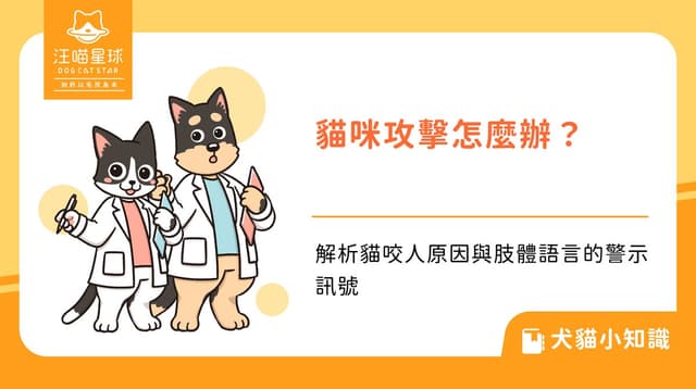 貓咪攻擊怎麼辦？解析貓咬人原因與肢體語言的警示訊號