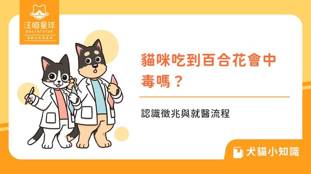 貓咪吃到百合花會中毒嗎？認識徵兆與就醫流程