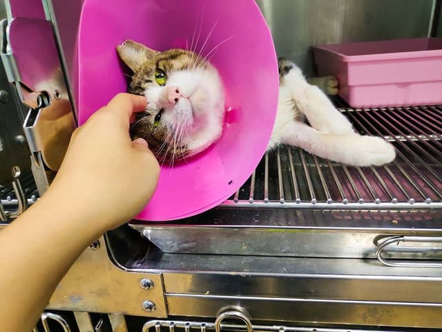 遇到野狗野貓受傷怎麼辦?沒經驗如何處理?救援浪浪 3 不 3 要原則