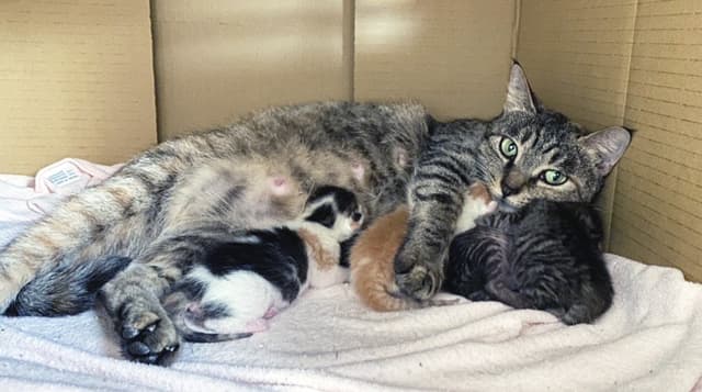 浪貓生產全紀錄:貓媽媽的生產前兆、產後行後