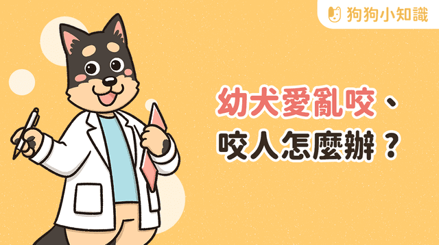 幼犬咬人怎麼辦?訓練師分享 2 重點,改善狗狗亂咬壞習慣!