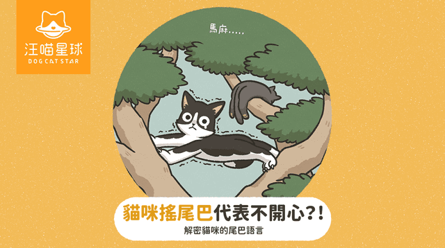 貓咪尾巴會說話!一篇看懂豎直、抖動、炸毛等5種情緒密碼