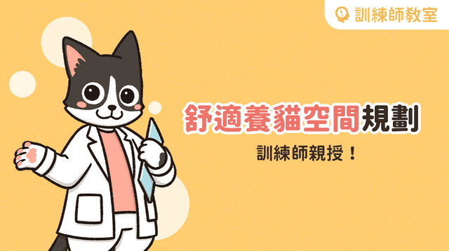 【訓練師小教室】打造舒適貓宅!理想養貓空間規劃指南