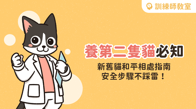 想讓新舊貓變成朋友?訓練師傳授3大關鍵,一篇看懂新舊貓磨合期
