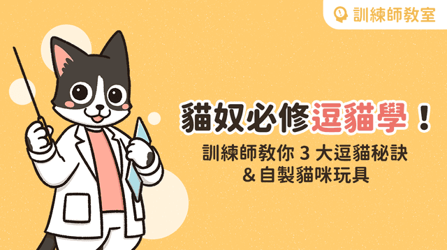貓奴必修逗貓學!訓練師教你 3 大逗貓秘訣、自製貓咪玩具