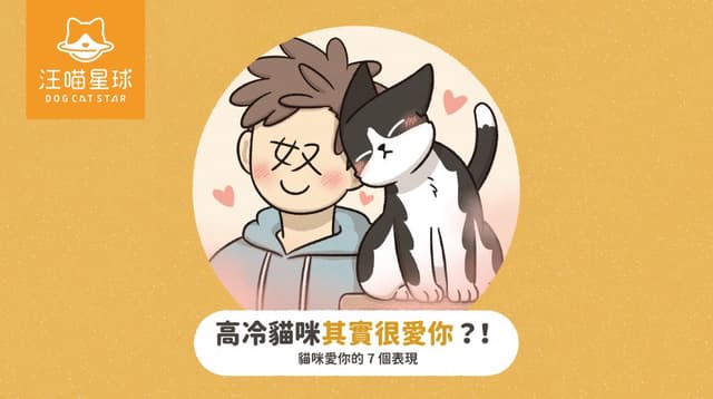 高冷貓其實很愛你!貓咪喜歡你的 7 個表現!