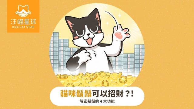 貓咪鬍鬚不能剪?除了這些功能,傳說撿到還能招財、招好運