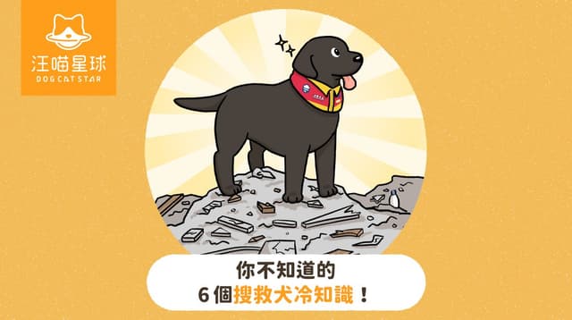 【汪喵冷知識】你不知道的 6 個搜救犬冷知識!