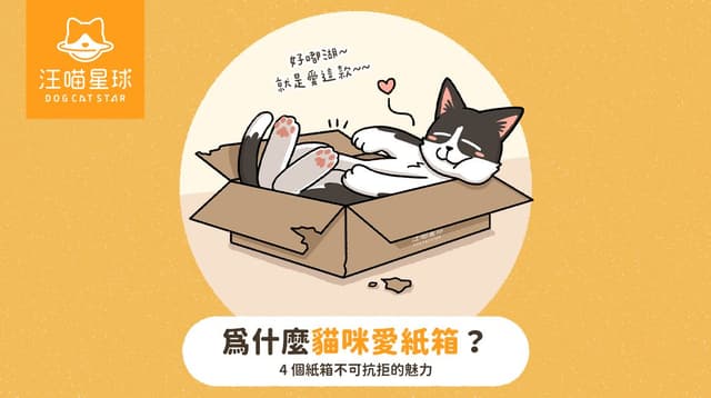 【汪喵冷知識】為什麼貓咪愛紙箱?4 個紙箱不可抗拒的魅力