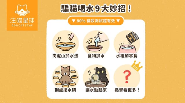 貓咪不喝水怎麼辦?9 招提升貓咪喝水量!80% 貓奴親測有效