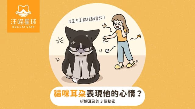 貓咪飛機耳是什麼意思?從耳朵方向讀懂牠的心