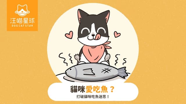 貓咪可以吃魚嗎?貓咪不能吃什麼魚?6 種 NG 魚類千萬別餵