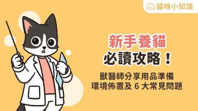 新手養貓必讀攻略!獸醫師分享用品準備、環境佈置及 6 大常見問題