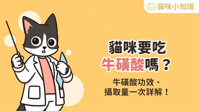 貓咪需要補充牛磺酸嗎?牛磺酸功效、攝取量一次看