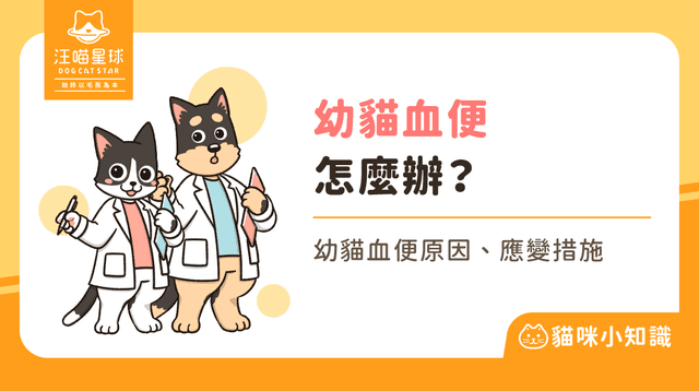 幼貓大便有血怎麼辦?了解幼貓血便原因、處理方法