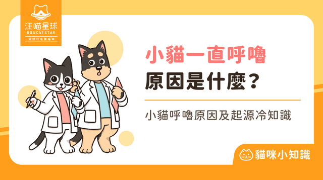 小貓一直呼嚕呼嚕?是開心還是生氣?4 個貓咪呼嚕的意思