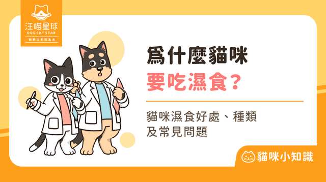 貓咪濕食是什麼?貓吃濕食的好處、轉食 5 要點!