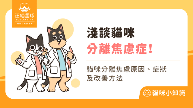 貓咪也會有分離焦慮嗎?貓分離焦慮原因、症狀與改善方式