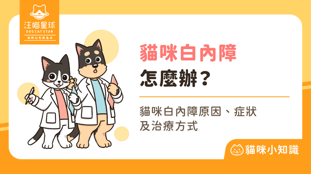 貓咪白內障怎麼辦?5 個初期症狀、原因與治療方式