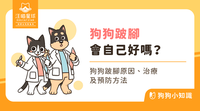 狗狗跛腳會自己好嗎?狗狗跛腳怎麼辦?7 大跛腳常見原因