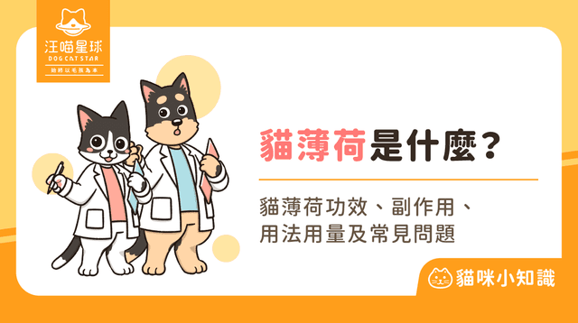 貓薄荷是什麼?怎麼吃?貓薄荷功效、副作用與用法一次看