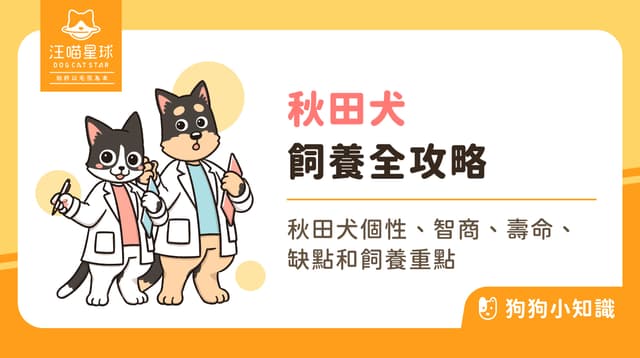 秋田犬 vs 柴犬分別?忠犬小八的性格、大小、飼養與訓練指南