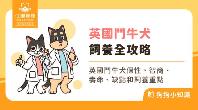 英國鬥牛犬好養嗎?個性、特徵與飼養重點全解析