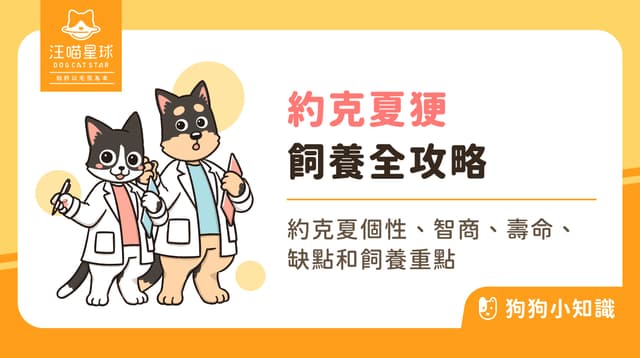 約克夏小身體裝著大狗靈魂?個性、壽命與飼養重點全解析