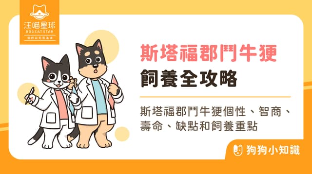 斯塔福郡鬥牛㹴是比特犬嗎?品種差異、個性與優缺點一次看!