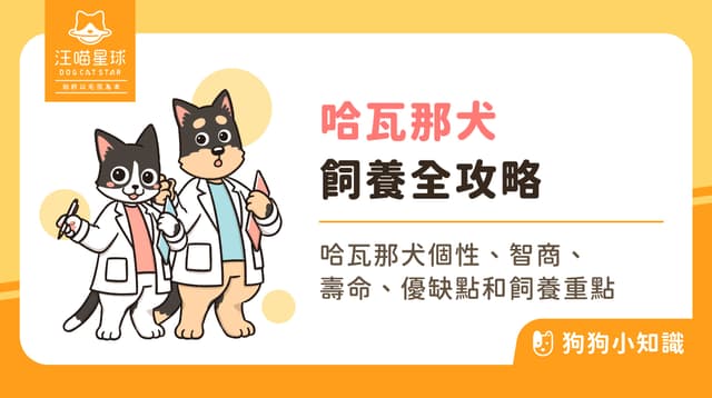 哈瓦那犬有什麼缺點?哈瓦那犬特徵、個性與飼養全攻略!