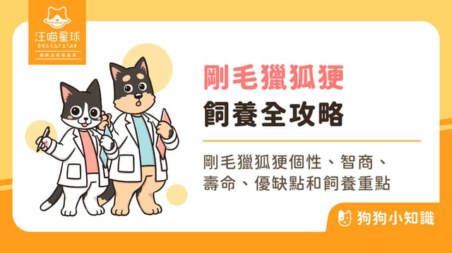 剛毛獵狐㹴好養嗎?剛毛獵狐㹴 4 缺點,飼養「小型發電機」前必看!